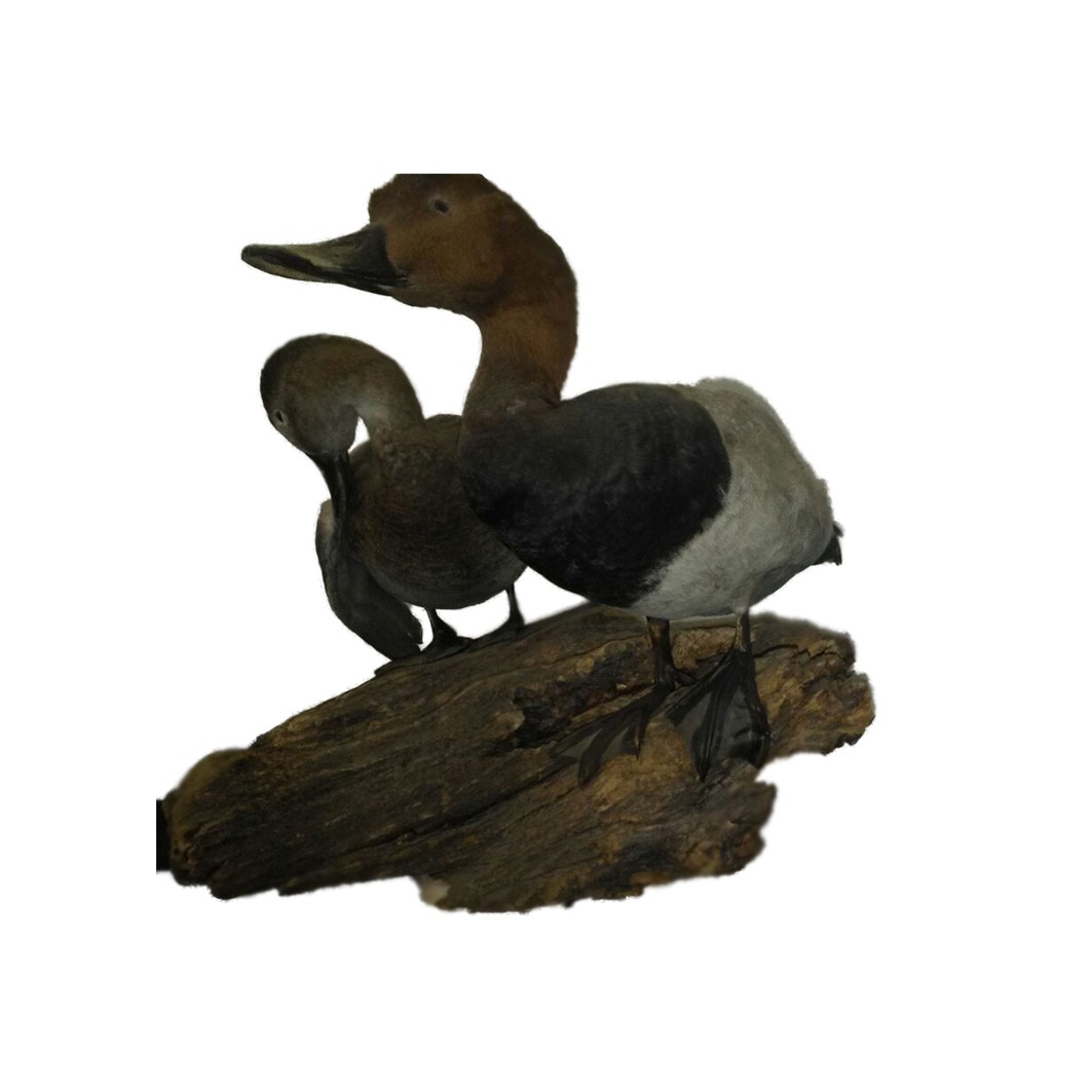 EGYPTIAN GOOSE 01