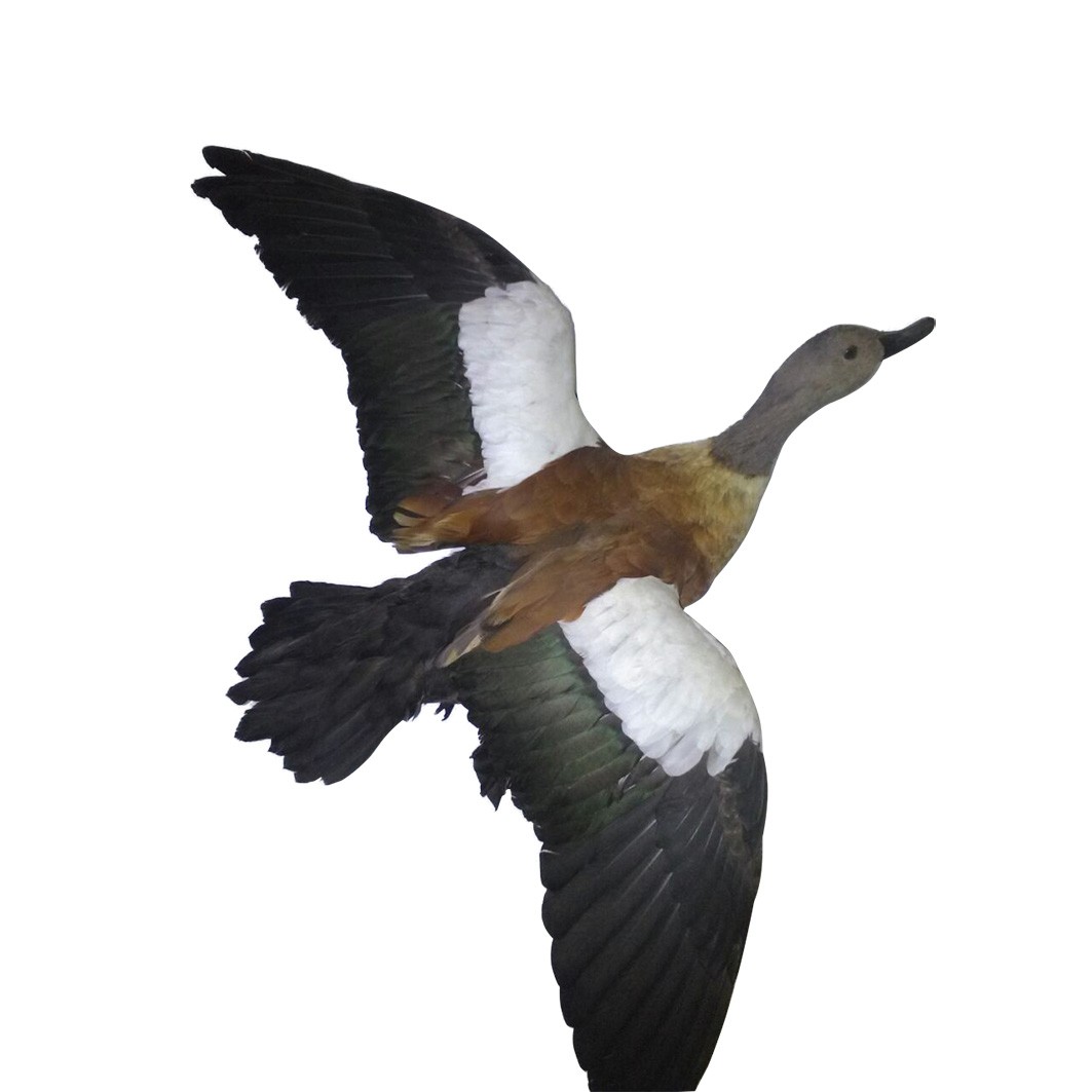 EGYPTIAN GOOSE 02