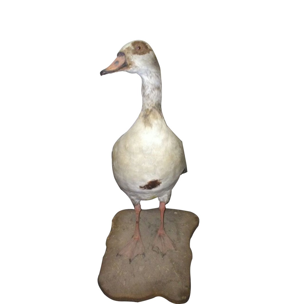 EGYPTIAN GOOSE WHITE