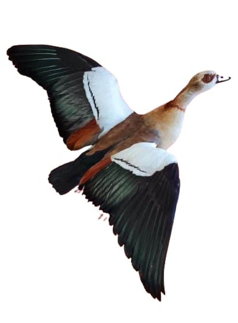 Egyptian Goose