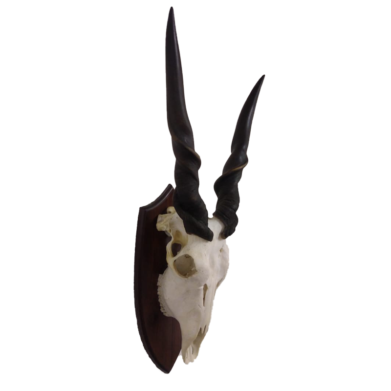 Eland Derby Skull Mount - EDSM100 - Image 2