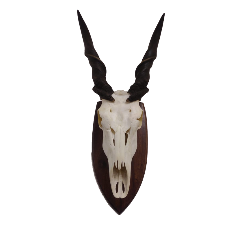 Eland Derby Skull Mount - EDSM100 - Image 3