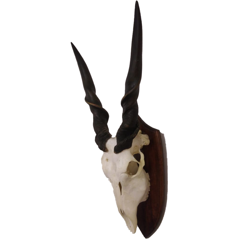 Eland Derby Skull Mount - EDSM100 - Image 4