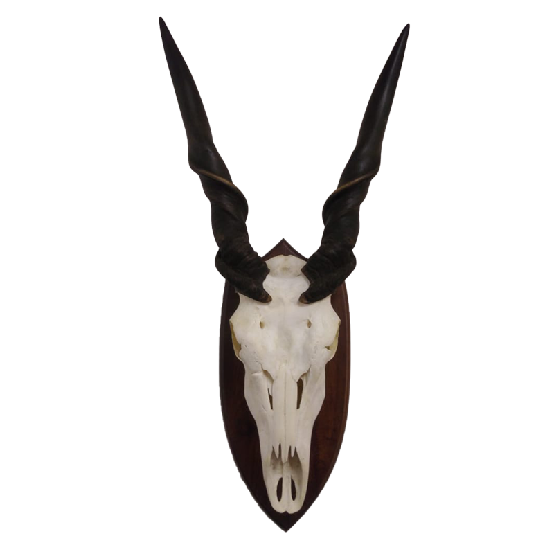 Eland Derby Skull Mount - EDSM100