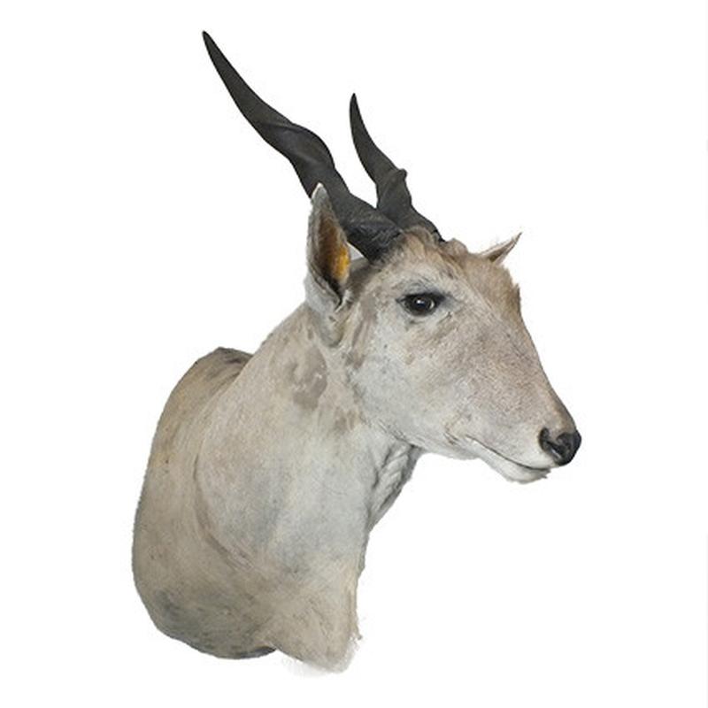 Eland Shoulder Mount - ESM1 - Image 2