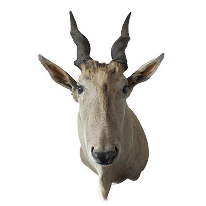 Eland Shoulder Mount - ESM1 - Image 3