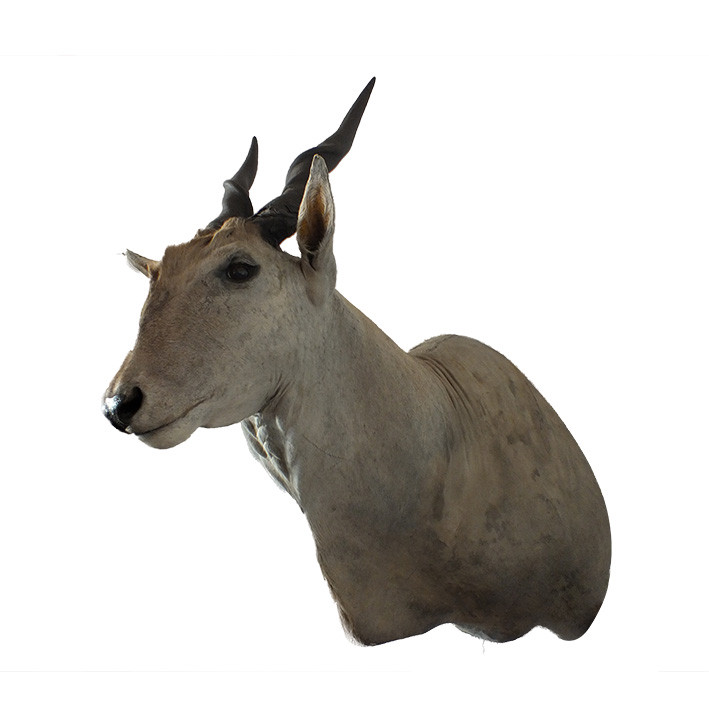 Eland Shoulder Mount - ESM1 - Image 4
