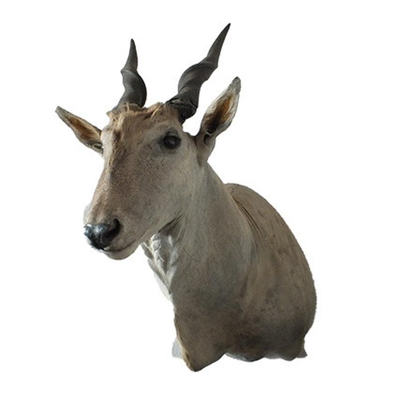 Eland Shoulder Mount - ESM1 - Image 5