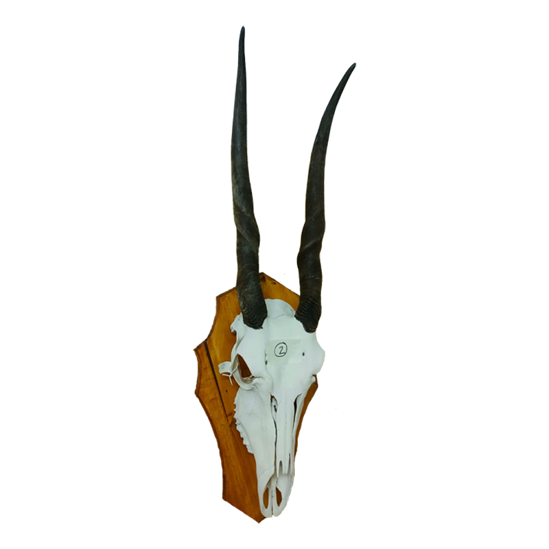 Eland Skull Mount - ESM104