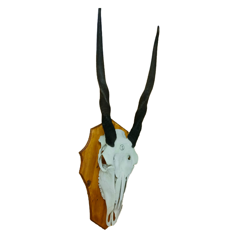 Eland Skull Mount - ESM103