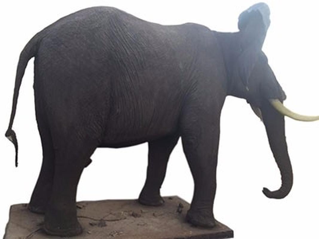 Elephant Full Mount ELF1 - Image 2