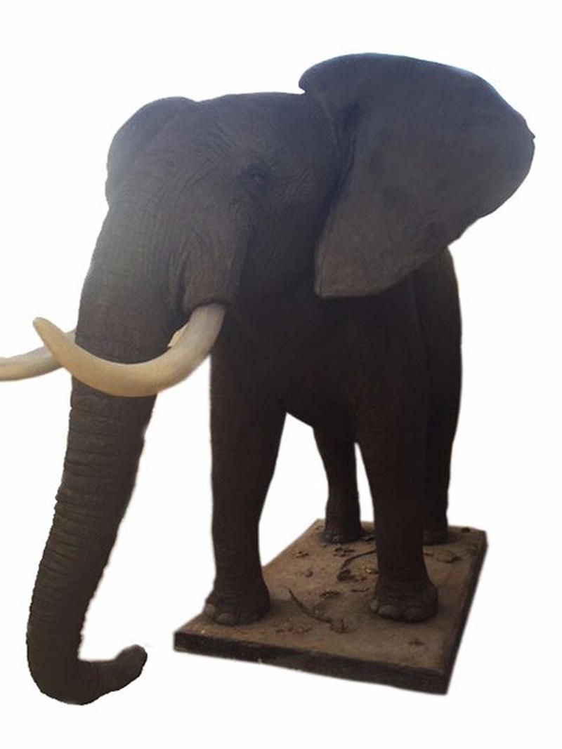 Elephant Full Mount ELF1 - Image 3
