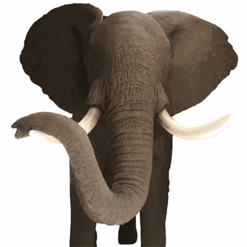 Elephant Full Mount ELFM1 - Image 2