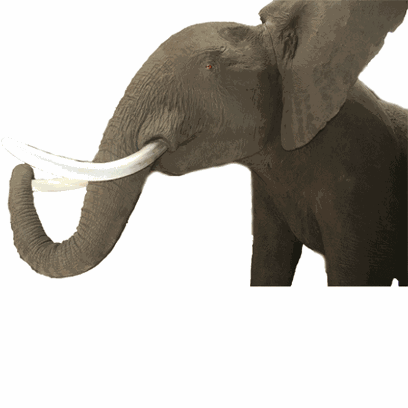 Elephant Full Mount ELFM1 - Image 3