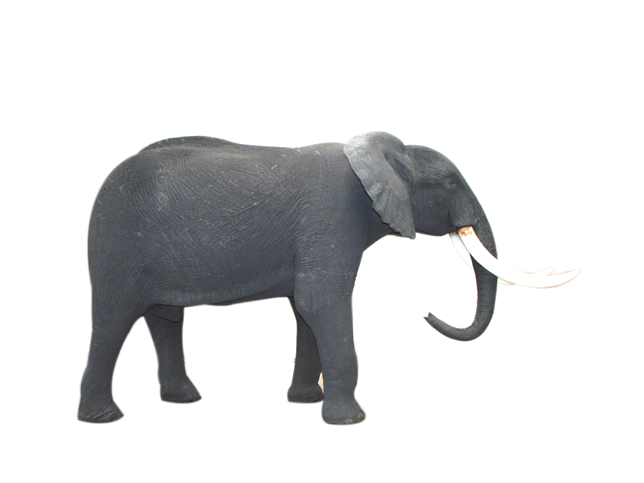 Elephant Full Mount - ELH02