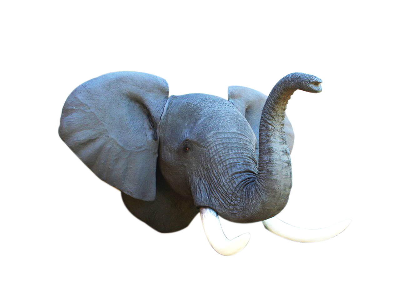 Elephant Shoulder Mount - ELH01 - Image 2