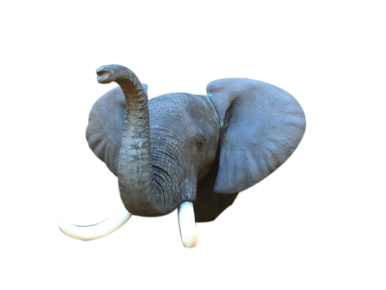 Elephant Shoulder Mount - ELH01 - Image 3