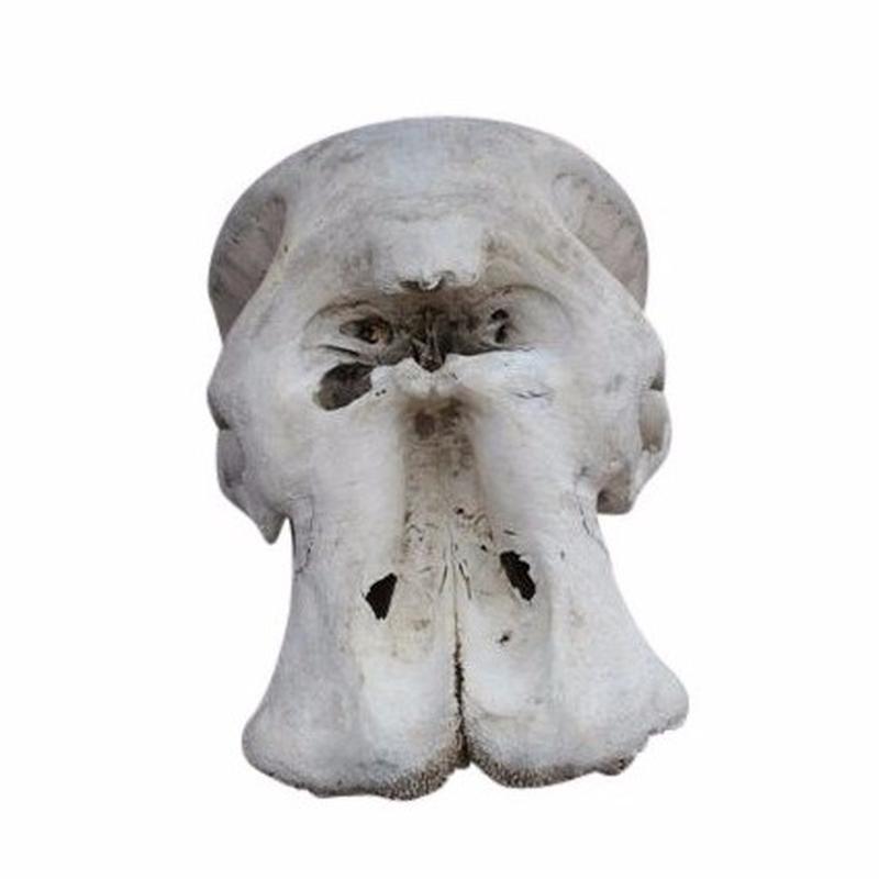 Elephant Skull ES01