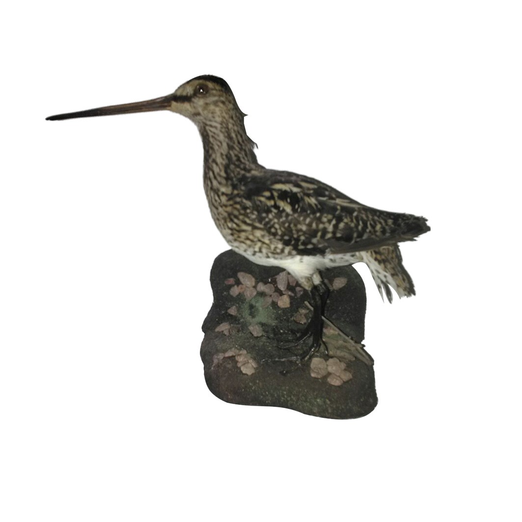 ETHIOPEAN SNIPE