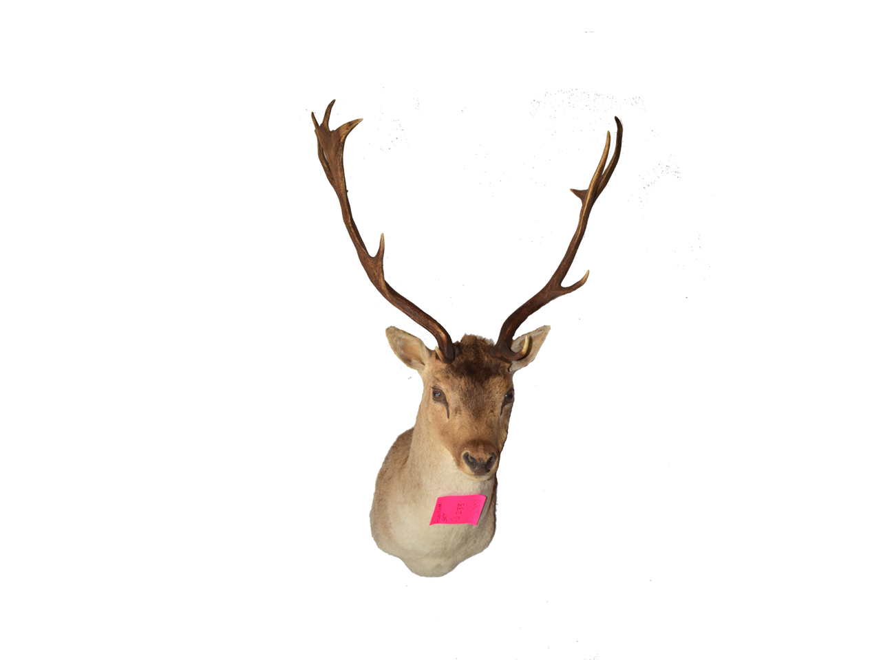 Fallow Deer - FDSM 1 - Image 2