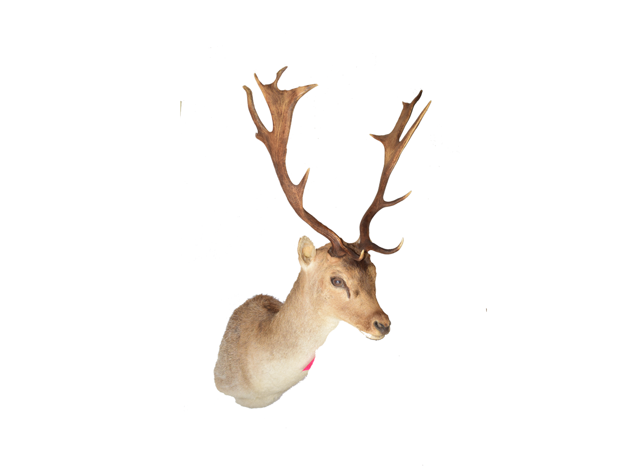 Fallow Deer - FDSM 1