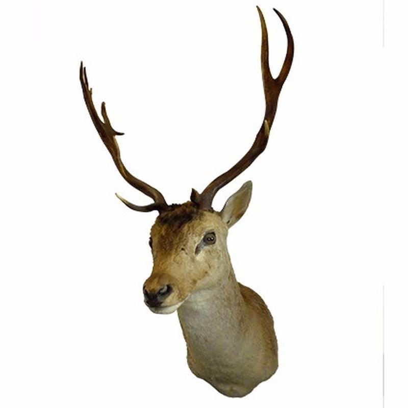 Fallow Deer Shoulder Mount FDS1