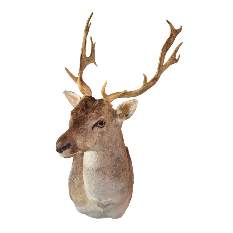 Fellow Deer Shoulder Mount FDSM02 - Image 2