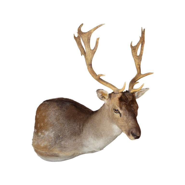 Fellow Deer Shoulder Mount FDSM02 - Image 3