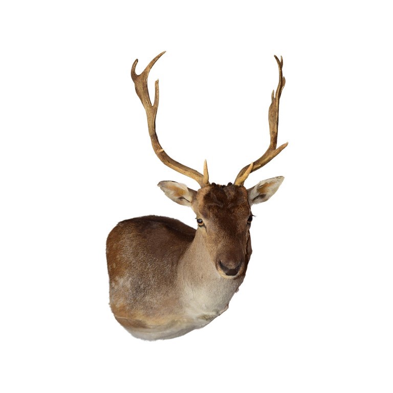 Fellow Deer Shoulder Mount FDSM02