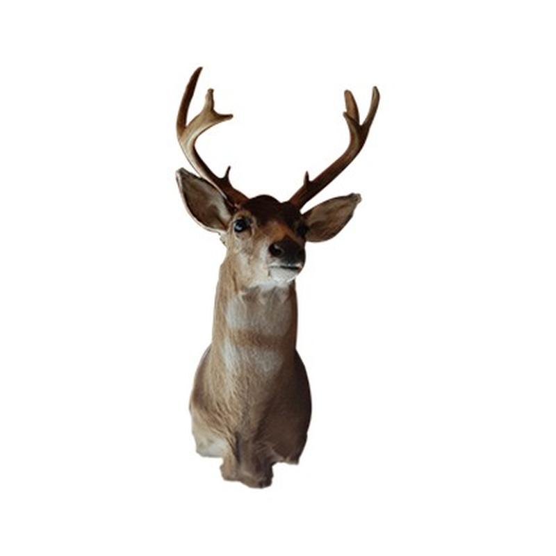 Fellow Deer Shoulder Mount FDSM52