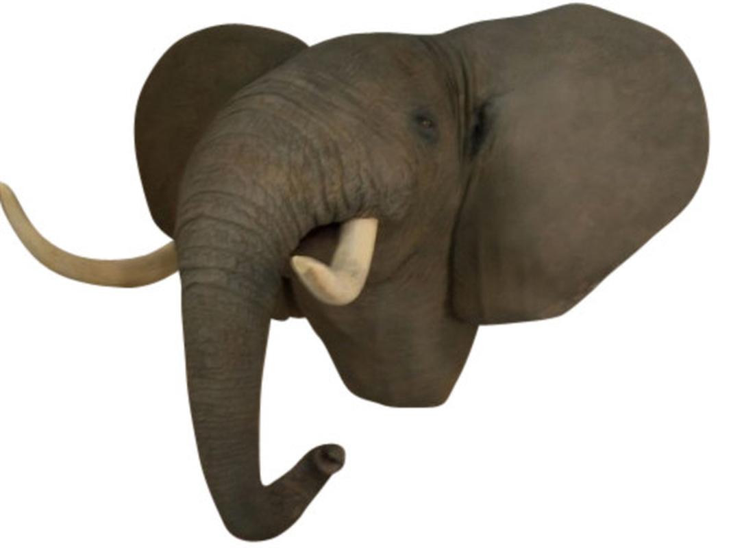 Fibreglass Elephant Shoulder Mount - ELH03