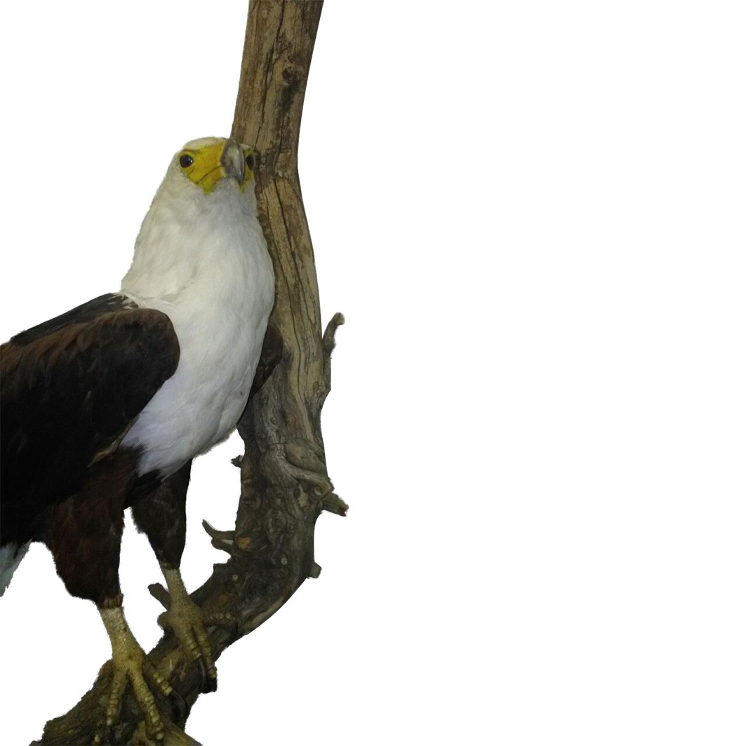 FISH EAGLE - Image 2