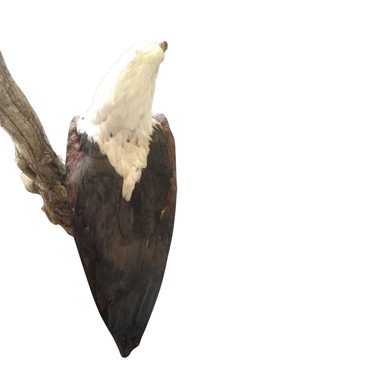 FISH EAGLE - Image 3