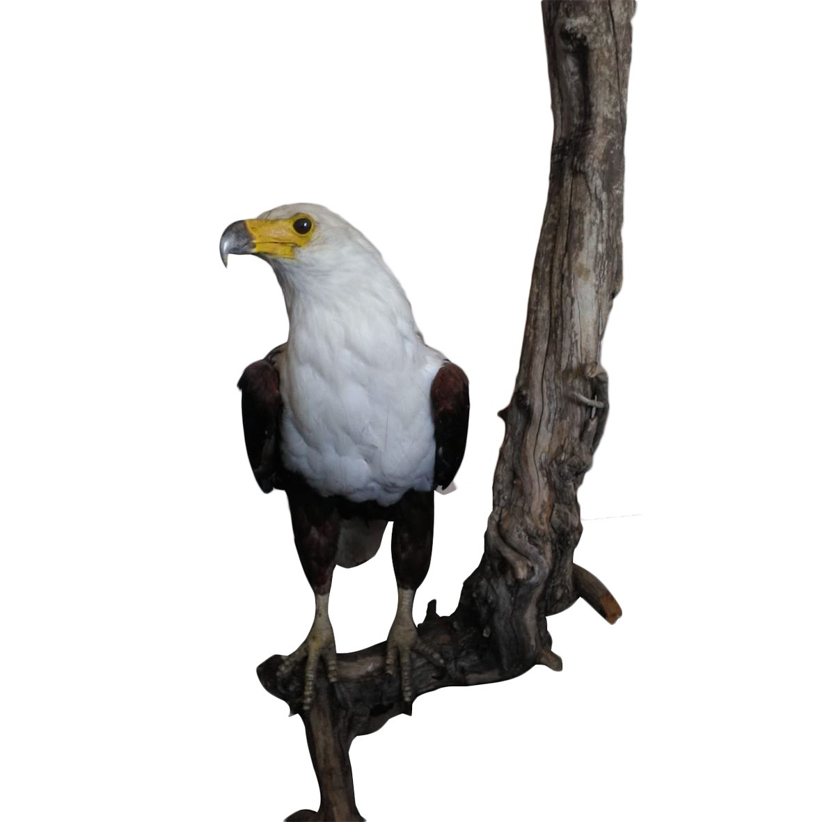 FISH EAGLE - Image 4