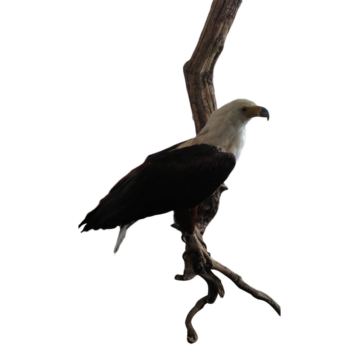 FISH EAGLE - Image 5