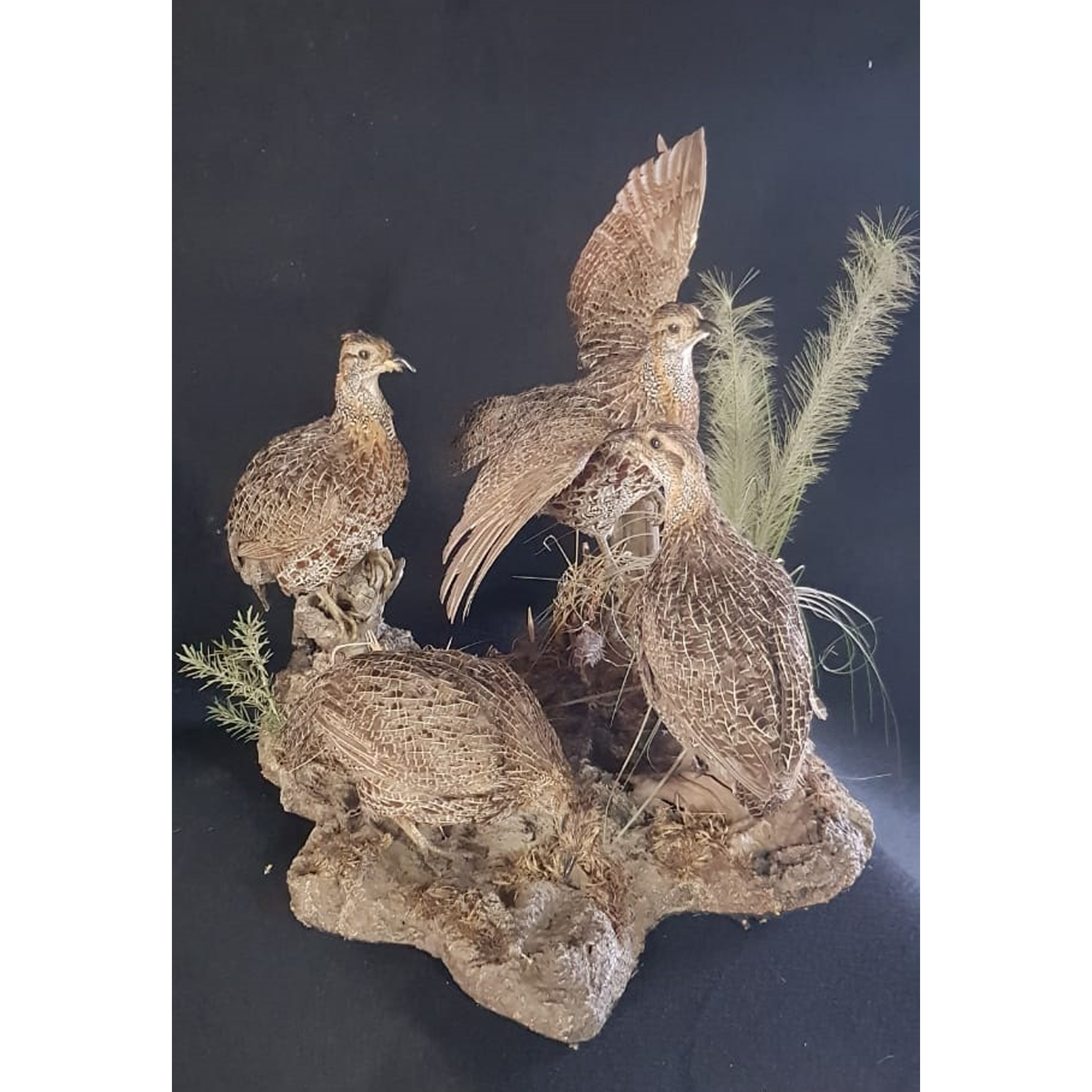 FOUR GREY WINGS FULL MOUNT