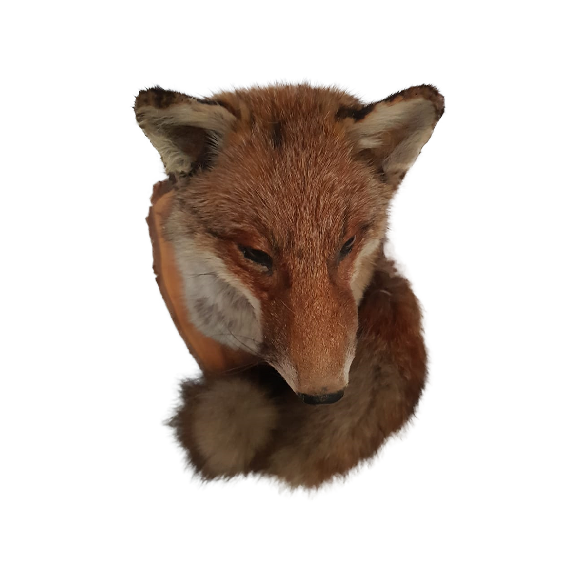 Fox Shoulder Mount - Image 2