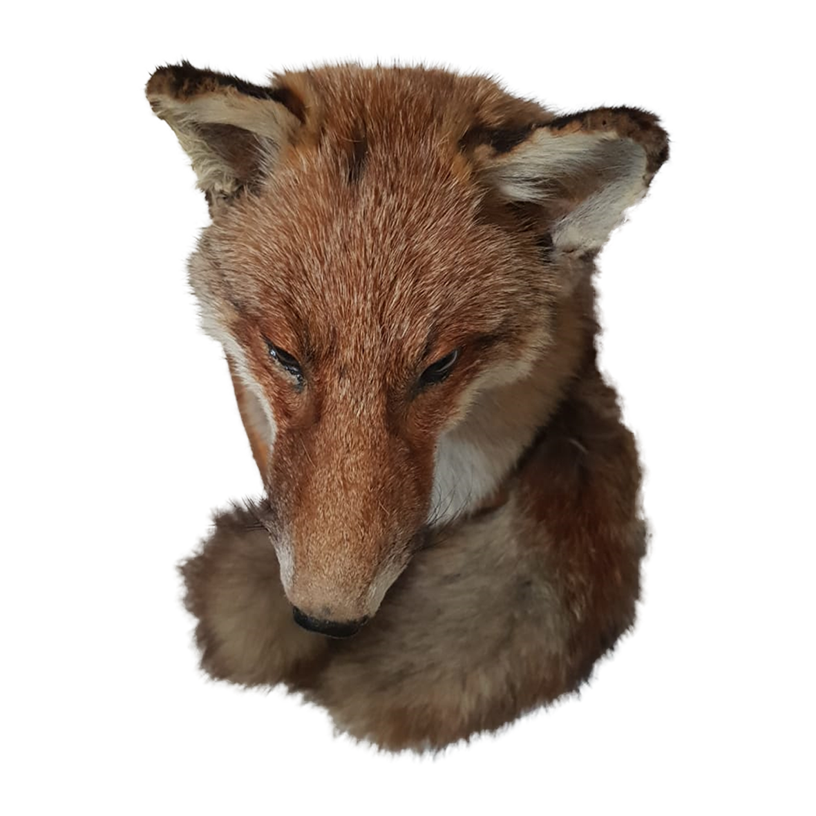 Fox Shoulder Mount - Image 4