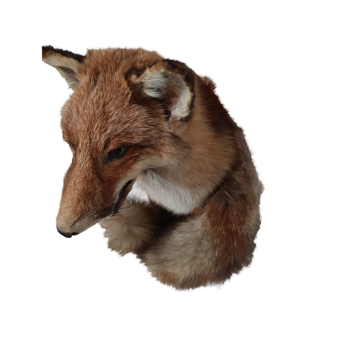 Fox Shoulder Mount