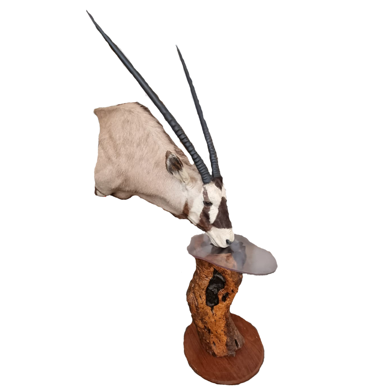Gemsbok Pedestal Mount - GBPM100 - Image 3