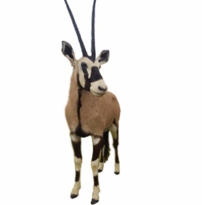 Gemsbok Full Mount - SA01 - Image 2
