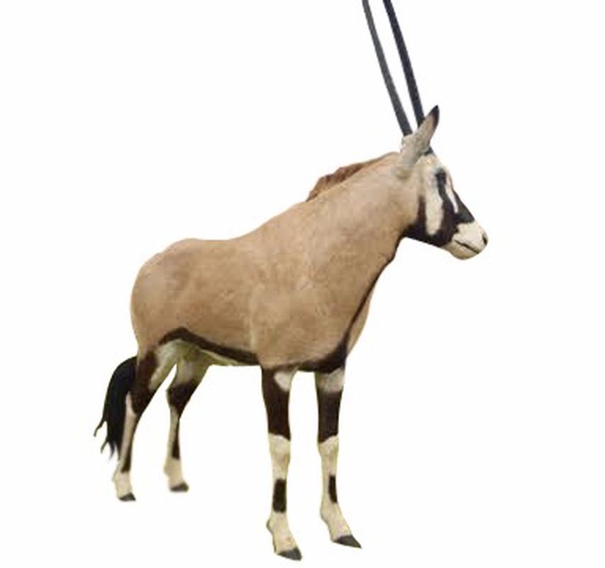 Gemsbok Full Mount - SA01 - Image 3