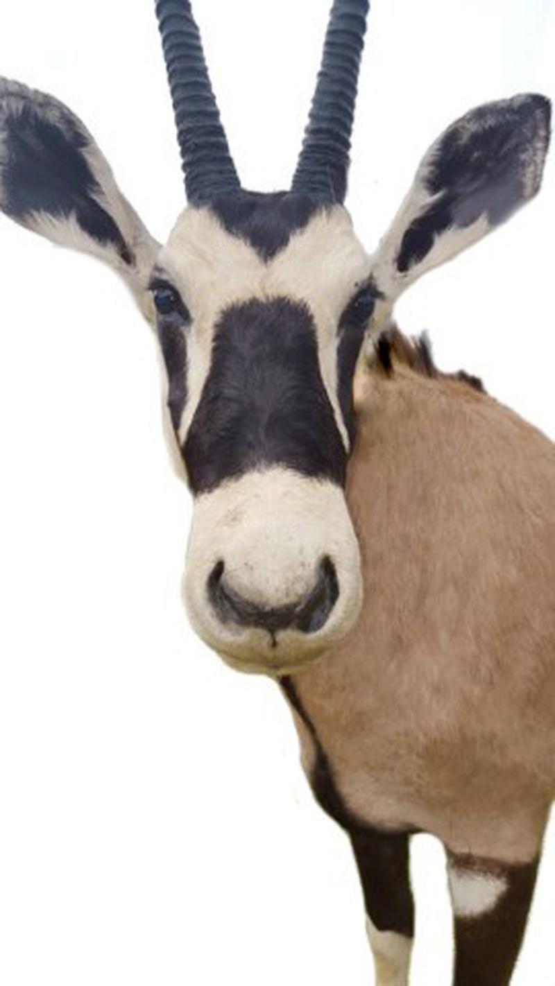Gemsbok Full Mount - SA01 - Image 4