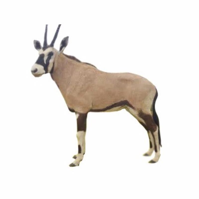 Gemsbok Full Mount - SA01