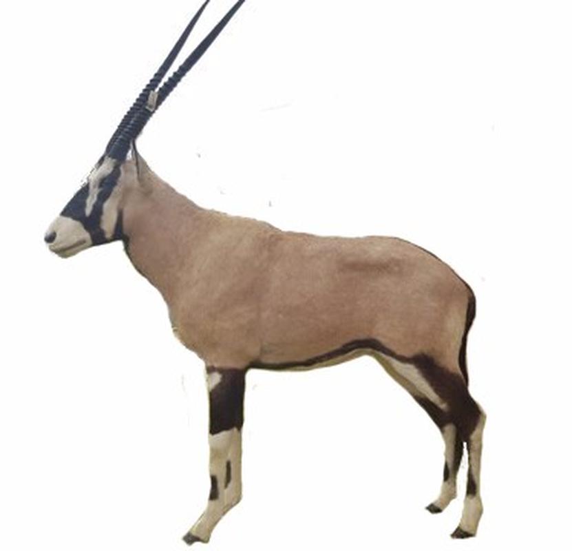 Gemsbok Full Mount - SA02 - Image 2