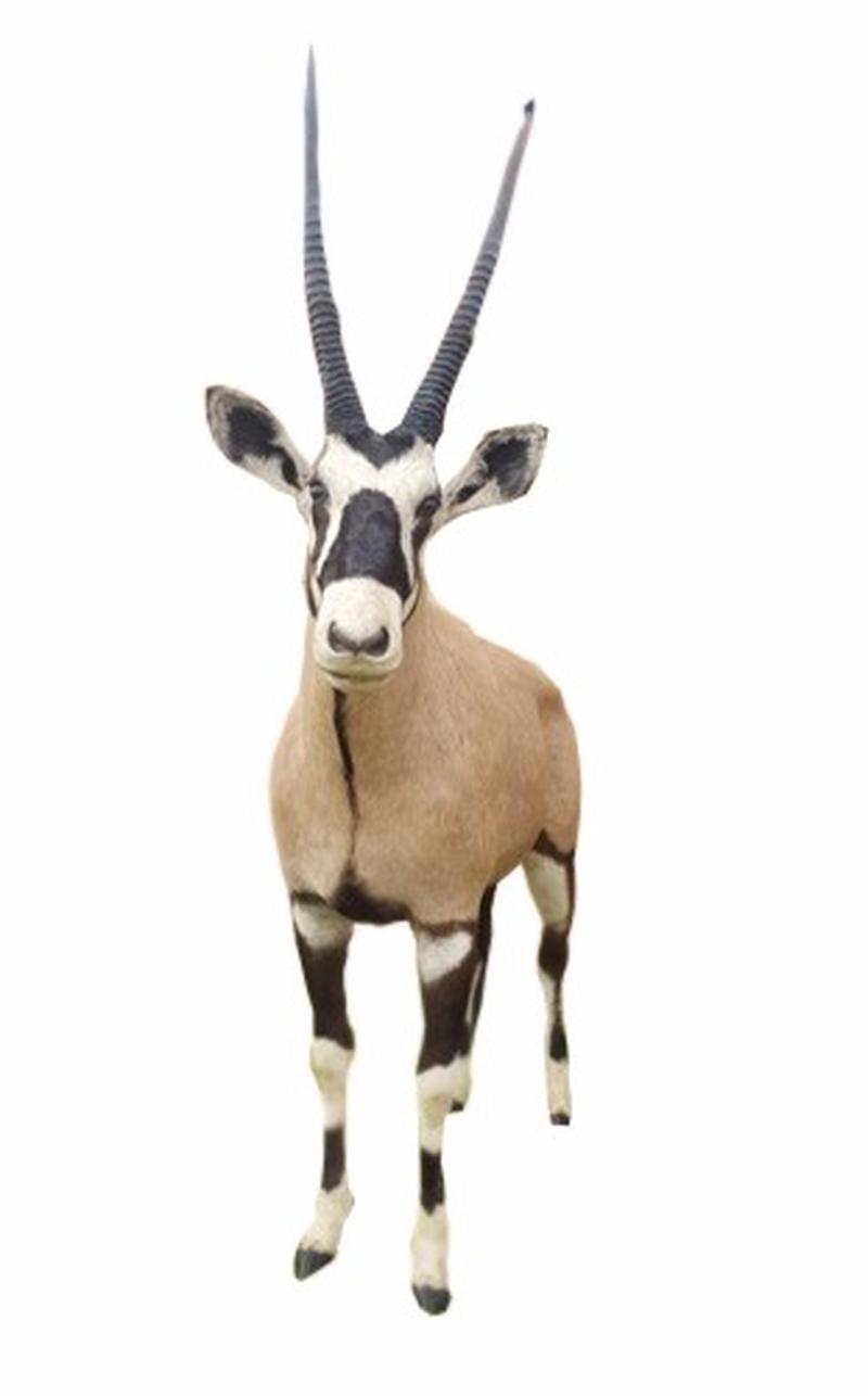 Gemsbok Full Mount - SA02 - Image 3