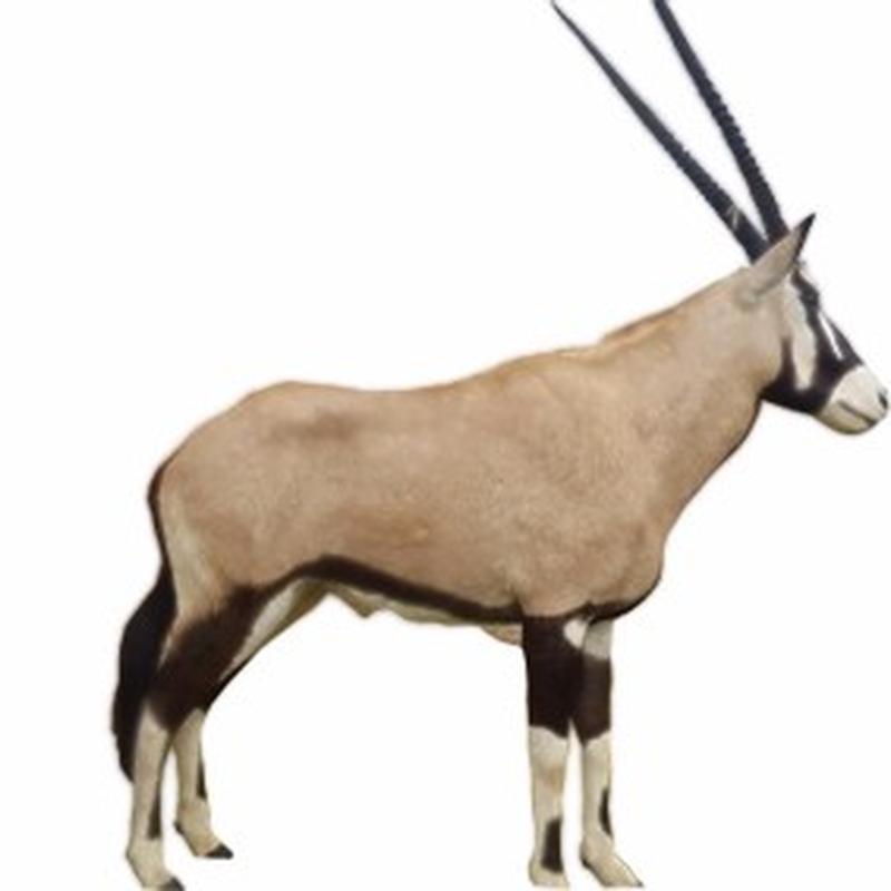 Gemsbok Full Mount - SA02 - Image 4