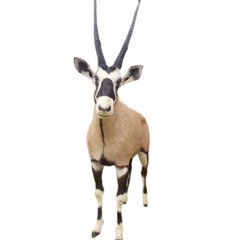 Gemsbok Full Mount - SA02