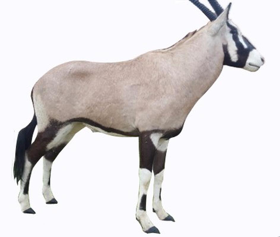 Gemsbok Full Mount - SA03 - Image 2