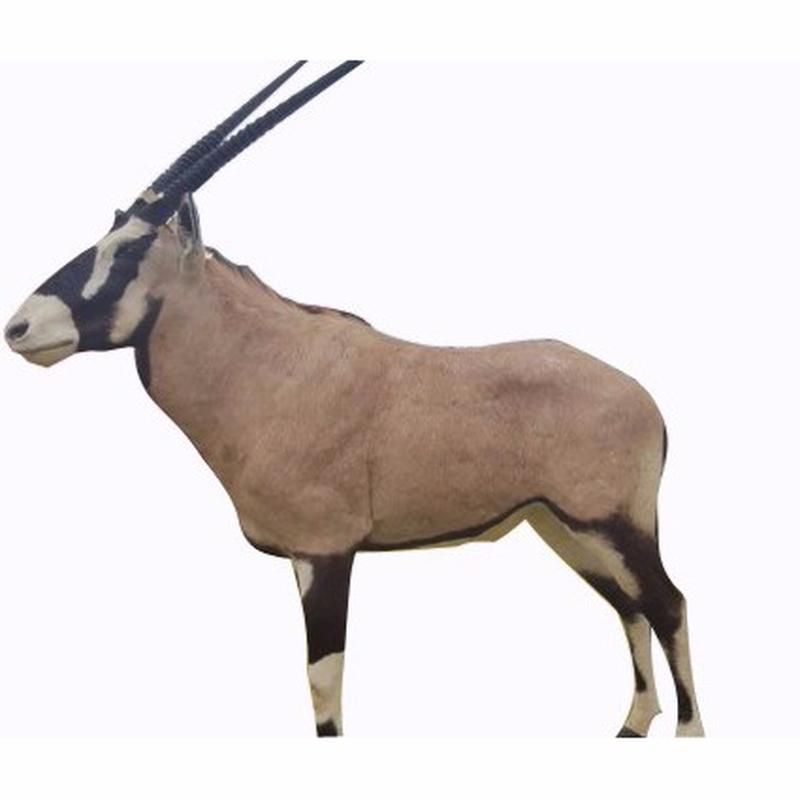 Gemsbok Full Mount - SA03